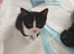 very cute very friendly kittens