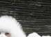 Bichon FRISE