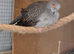 diamond doves pair