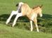 Champagne Tobiano