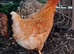 Laying hens
