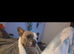 Daisy the frenchie