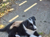 Gorgeous collie pups