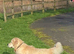 Kc golden retriever puppies