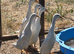 White Indian Runner drakes