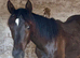 Yearling filly