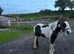 12 hh cob mare