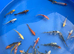 koi carp High Grade From &pound;5 each