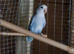Peach faced lovebirds Alford Lincolnshire