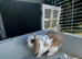 5 month old female rabbit for sale