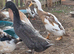 Indian runner ducks Free