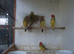 For sale 1 pair of red faced star finches at £40/pr. 3 cocks at £20 each