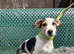 Jack Russell cross collie pups male