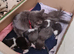 RAGDOLL CROSS BRITISH SHORTHAIR