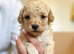 F1B Cavapoochon puppies 1 girl &1 boy left