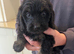 Cockapoo