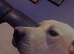Labrador female aged 2 years