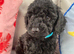 Cockapoo puppies