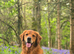 Golden retriever stud