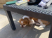 Japanese Chin Cross with a Shituz Male 13 Months Old