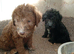 Beddlington terrier pups for sale
