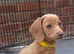 Adorable Dachshund Puppies Ready for Their Forever Homes!