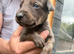 Lurcher puppies
