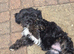 3 CAVORKIE BOYS READY FOR FOREVER HOMES