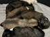 Lhasa Apso puppies for sale