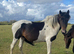 Rocky 2 year old Colt