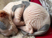 Sphynx