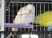 Pair of bonded Quaker parrots