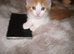 Kittens for sale