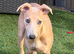 Whippet Female Pup 14 Weeks Old NOT KC