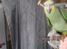Young Orange-winged Amazon Parrot – 18 Months Old