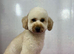 KC registered Miniature poodles