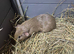 Guinea pigs for new homes ready to go now
