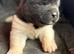 Quality KC registered American Akita Puppies