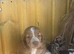 Cocker spaniel