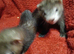 Semi angroa ready now video of jills