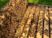 6 Frame Overwintered Langstroth Nucleus of Bees 2027