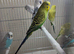 Budgies in London