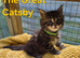 Maine Coon kittens for sale