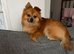 Pomeranian mix