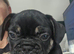 French bulldog s black tan.