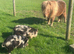 Miniature Shetland pony registered stallion