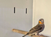 Cut-Throat Finches,10