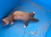 E.u.polecat kits 4 sale, & silver ferrets, 8 weeks0ld