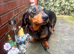 Dachshund