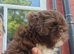 Beautiful Shih Tzu Girls Looking for Their Forever Homes